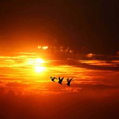 عکس کاور آهنگ ما ظاهرا رفیقان بس نارفیق بودیم با صدای داریوش