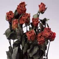 تصویر کاور دانلود آهنگ رکسانا آتیش پاره عاشق منم