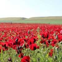 تصویر کاور آهنگ نوایی نوایی از سیما بینا،شکیلا،هایده،دریا دادور با صدای زن