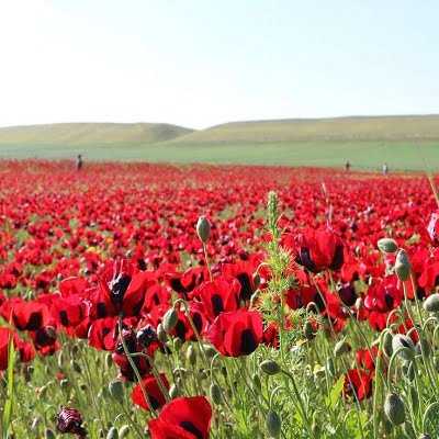 عکس کاور آهنگ نوایی نوایی از سیما بینا،شکیلا،هایده،دریا دادور با صدای زن