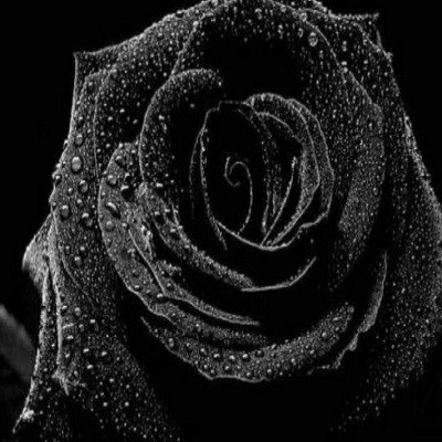 عکس کاور دانلود آلبوم ملیحه دوست دارم mp3 تکی