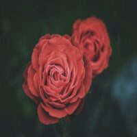 تصویر کاور آهنگ شیرین من تلخی نکن با عاشق با صدای داریوش