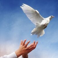 تصویر کاور دانلود آهنگ ناز ناز با صدای اندی