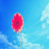 تصویر کاور دانلود فول آلبوم قدیمی دی جی مریم (تمام آهنگ ها یکجا) + ریمیکس ها