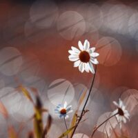 تصویر کاور آهنگ از اینجا تا به بیرجند شهلا سرشار