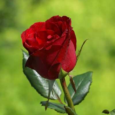 عکس کاور آهنگ داره کم کم نفسم میگیره برگرد با صدای زن از شهره