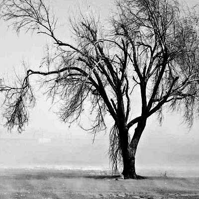 عکس کاور دانلود آهنگ دلا امشب سفر دارم با صدای زن از ماهور بانو