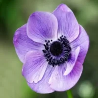 تصویر کاور دانلود آهنگ با تو مدارا کنم با صدای مهستی