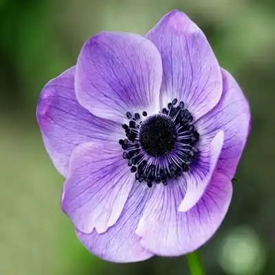 عکس کاور آهنگ زندگی قشنگه با من که هستی با صدای مهستی