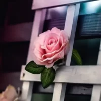 تصویر کاور دانلود گلچین 40 آهنگ برتر مهستی یکجا + ریمیکس ها