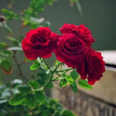 عکس کاور اهنگ چته بی قراری از مصطفی حاجیوند و هوشنگ ملکی