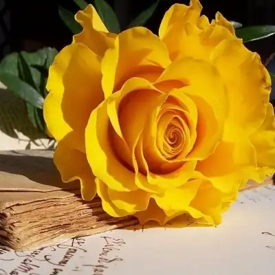 عکس کاور آهنگ let me down slowly با صدای زن و مرد، بچه + کنسرت