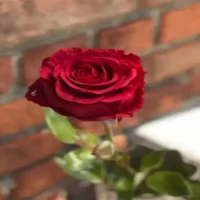 تصویر کاور آهنگ به زبان ترکی و کردی از خواب برگشتم به تنهایی (ورژن جدید)