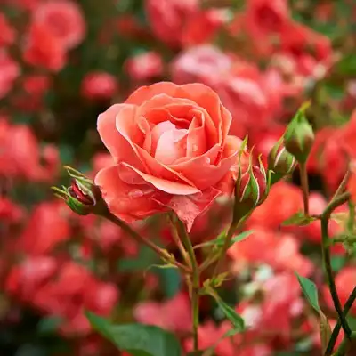 عکس کاور آهنگ قدیمی من چه کنم از پوران