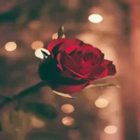 تصویر کاور آهنگ چقدر امشب دلم طالب سرمستیه مرتضی جوان ریمیکس اینستاگرام