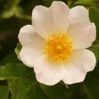 تصویر کاور آهنگ چشمان قهوه ای تو судьба پاتیمات رسولوا با صدای زن