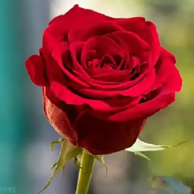 عکس کاور آهنگ قد و بالای تو رعنا رو بنازم با صدای گوگوش و عارف