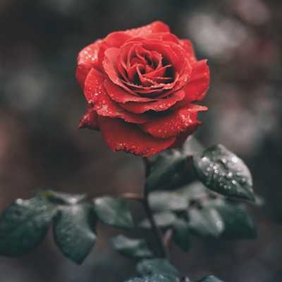 عکس کاور آهنگ کی بهتر از تو که بهترینی با صدای زن از نازنین