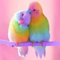 تصویر کاور دانلود صدای مرغ عشق برای اهلی شدن