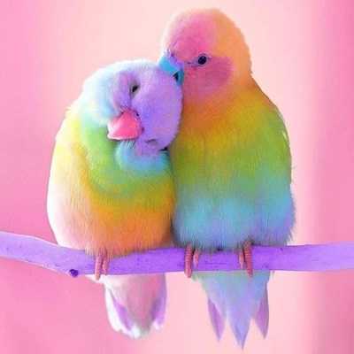 عکس کاور دانلود صدای مرغ عشق برای اهلی شدن