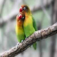 تصویر کاور دانلود صدای تحریک مرغ عشق برای جفت شدن برای تخمگذاری