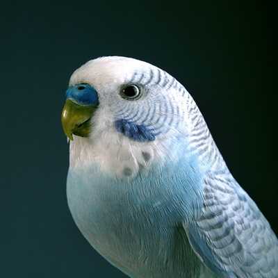 عکس کاور دانلود صدای مرغ عشق خوشحال بی کلام طولانی