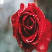 تصویر کاور آهنگ قرارمون یادت نره با صدای زن از کیمیا ورژن آروم