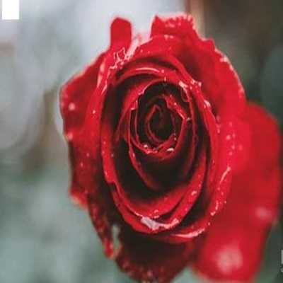 عکس کاور آهنگ قرارمون یادت نره با صدای زن از کیمیا ورژن آروم