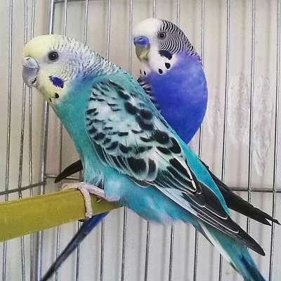 عکس کاور اهنگ برای رقص مرغ عشق در قفس mp3 [فایل صوتی]