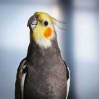 تصویر کاور بهترین آهنگ شاد برای رقص عروس هلندی + دانلود