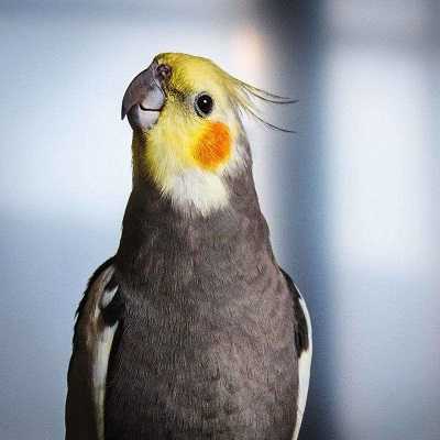 عکس کاور بهترین آهنگ شاد برای رقص عروس هلندی + دانلود