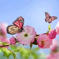 تصویر کاور آهنگ منم عاشق ناز تو کشیدن اکادمی گوگوش با صدای زن ورژن جدید اینستا