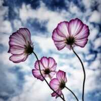 تصویر کاور دانلود اهنگ سیبل جان بو قلب سنی اونوتمیور