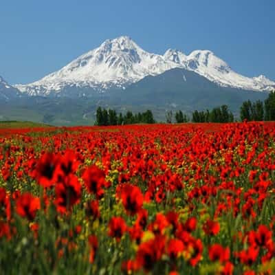 عکس کاور آهنگ من میخوام مست بمیرم من الان اردبیلم ریمیکس دیجی سونامی