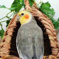 تصویر کاور دانلود صدا برای آموزش حرف زدن عروس هلندی نر و ماده