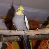تصویر کاور دانلود صدای ضبط شده سلام برای عروس هلندی