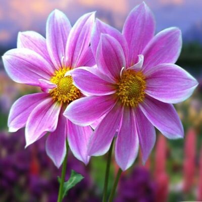 عکس کاور آهنگ یا مولا دلم تنگ اومده از شکیلا، سیما بینا